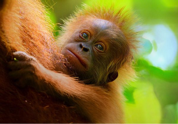 Netflix'te İzlemeniz Gereken En İyi 15 Yaz Filmi ve Dizisi 3 Netflix Secret Lives of Orangutans